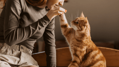 Illustration du casting Casting femme dans la trentaine avec son chat pour la publicité d'une marque de croquettes